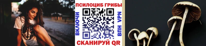 Галлюциногенные грибы Psilocybe  где найти наркотики  Щёлково 